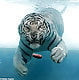 bigcat63