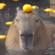 fox_banan