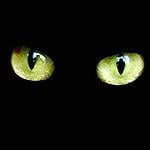 catnegro