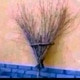 Bigesucht1