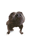 bullydogextreme