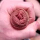 Bonjuncut