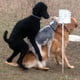 Dogman02