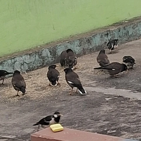 Sumandeepakbabyjaan