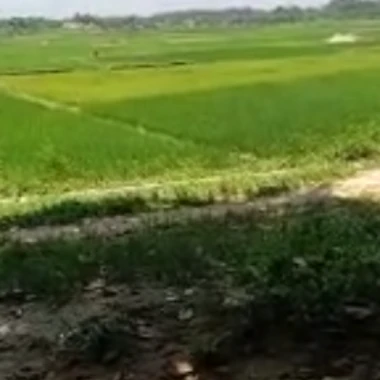 mdgiass