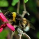 Bumblebee25