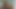 PAPPA_P