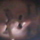Lizard28