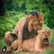 roHit___0027