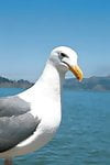 GardenSeagull