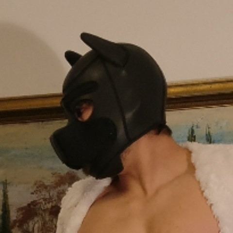 Perrito_bi