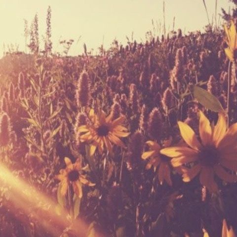 Sunflowers44