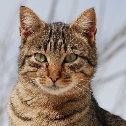 crossy_ass