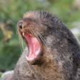 yawninggiant