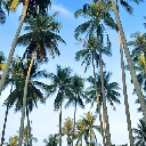 kemukulu