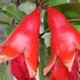 Mofidulisla