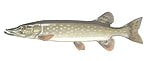 Esox86