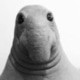 UnicumF