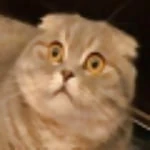 random-user