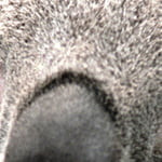 ummulfida