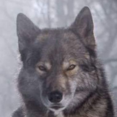 Werewolf2806
