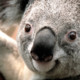 suse8
