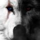 xx___WOLF___xx