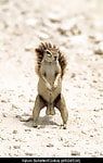 naked_squirrel