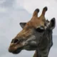 flyinggiraffe