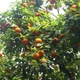 x_mitko_x