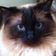 fmeow8888