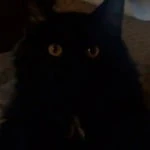 senor_gato