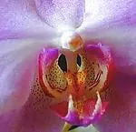 orchidaceae