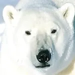 surya1991