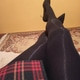 Dildosiara19