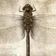 Lords_angel
