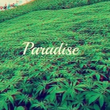 MarijuanaGooner