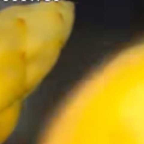 Kannmani03