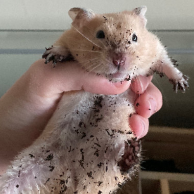 Dirtyhamster1