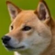 kokoerore