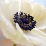 whiteanemone