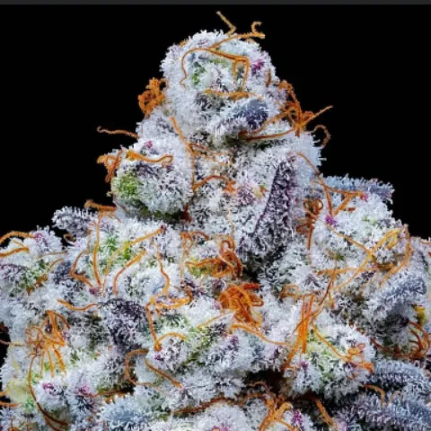 FlGuy420