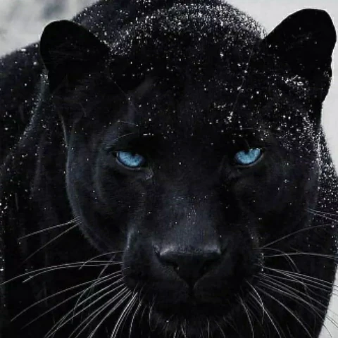 pantherkiller