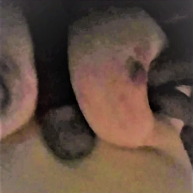 Joeblo561