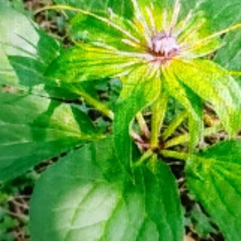 pakhi5464