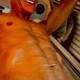 COCKLANDERnSF