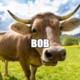 cattlebob