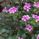 vijayka