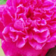 Gokul1123