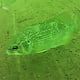 licalottapus